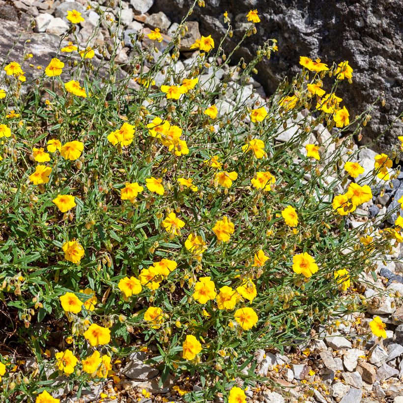 Helianthemum Ben Fhada (Hábito)