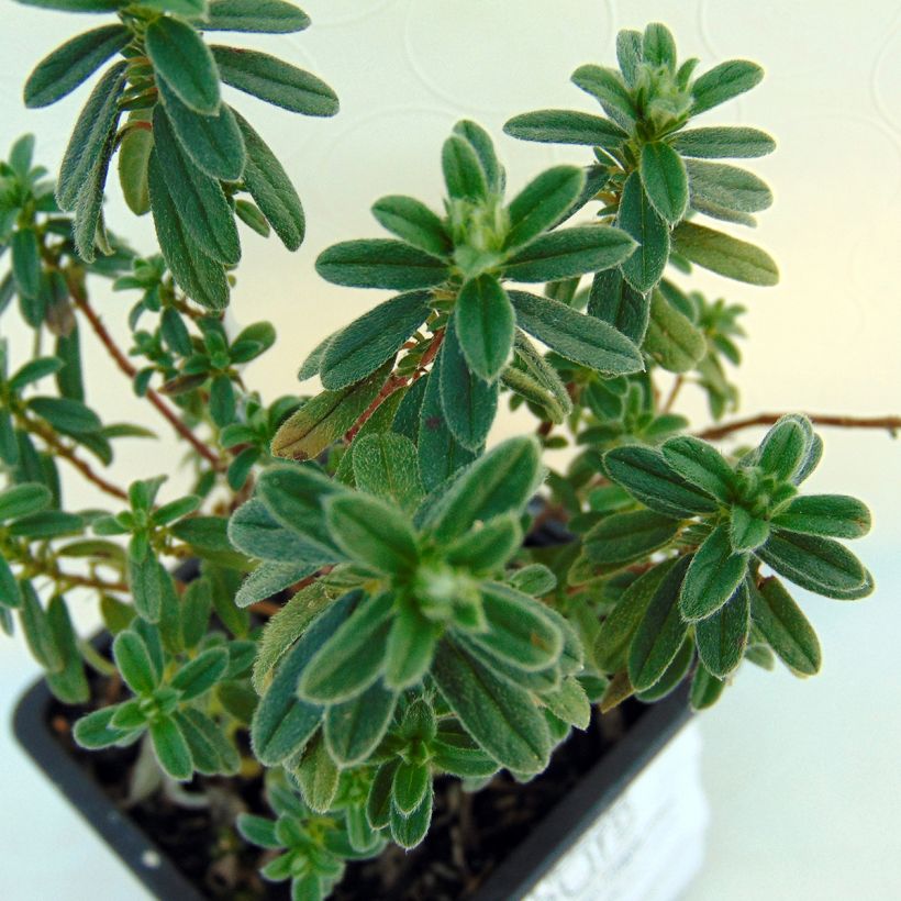 Helianthemum Ben Fhada (Folhagem)