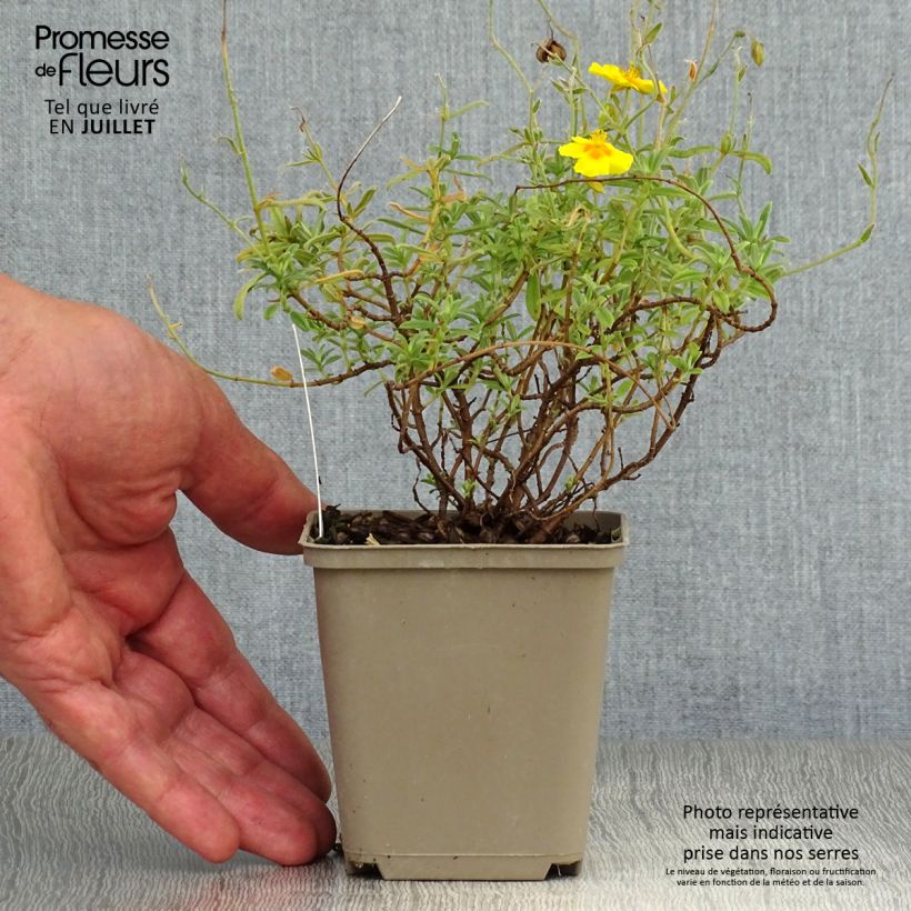 Amostra de Helianthemum Ben Fhada Vaso de 7/8 cm tal como entregue no verão