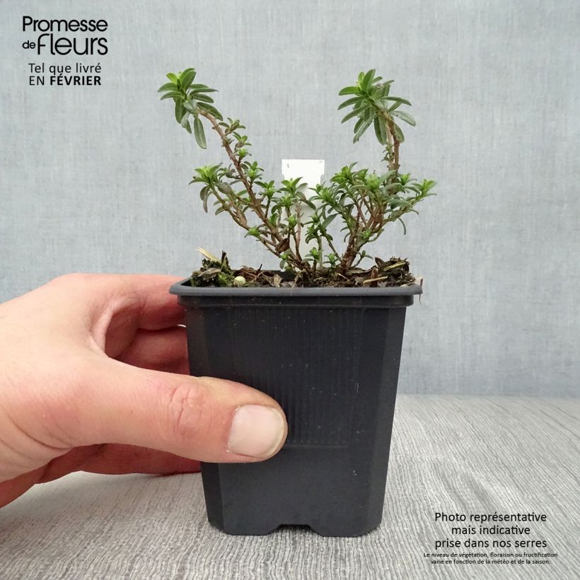 Amostra de Helianthemum Ben Fhada Vaso de 7/8 cm tal como entregue no inverno