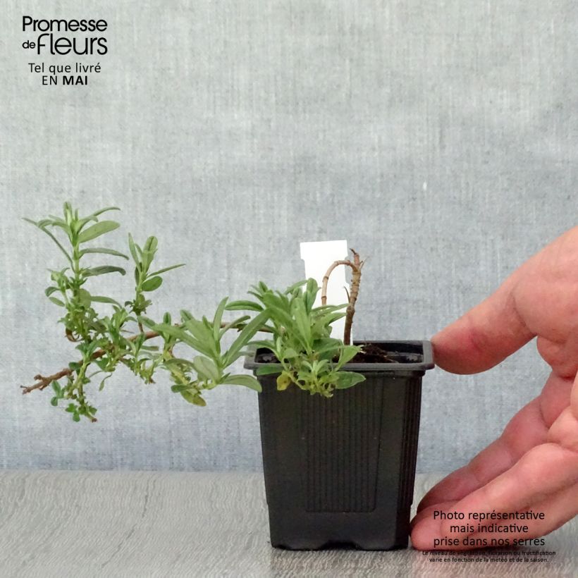 Amostra de Helianthemum Ben Fhada Vaso de 7/8 cm tal como entregue na primavera