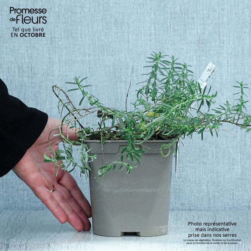 Amostra de Helianthemum Ben Fhada Vaso de 2 L/3 L tal como entregue no outono