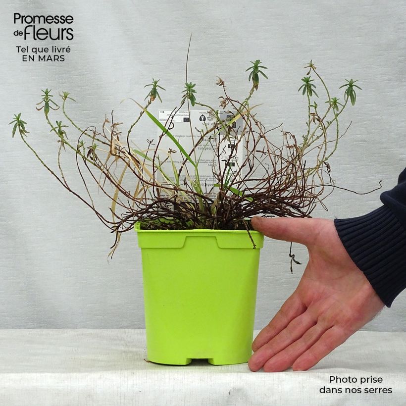 Amostra de Helianthemum Ben Fhada Vaso de 2 L/3 L tal como entregue na primavera