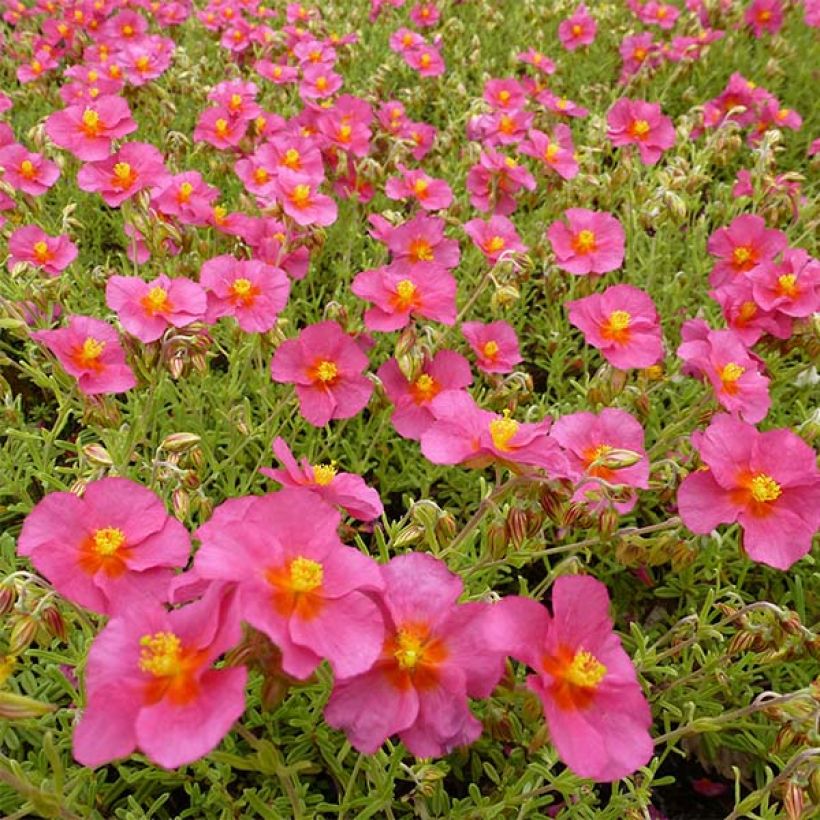 Helianthemum Ben Hope (Floração)