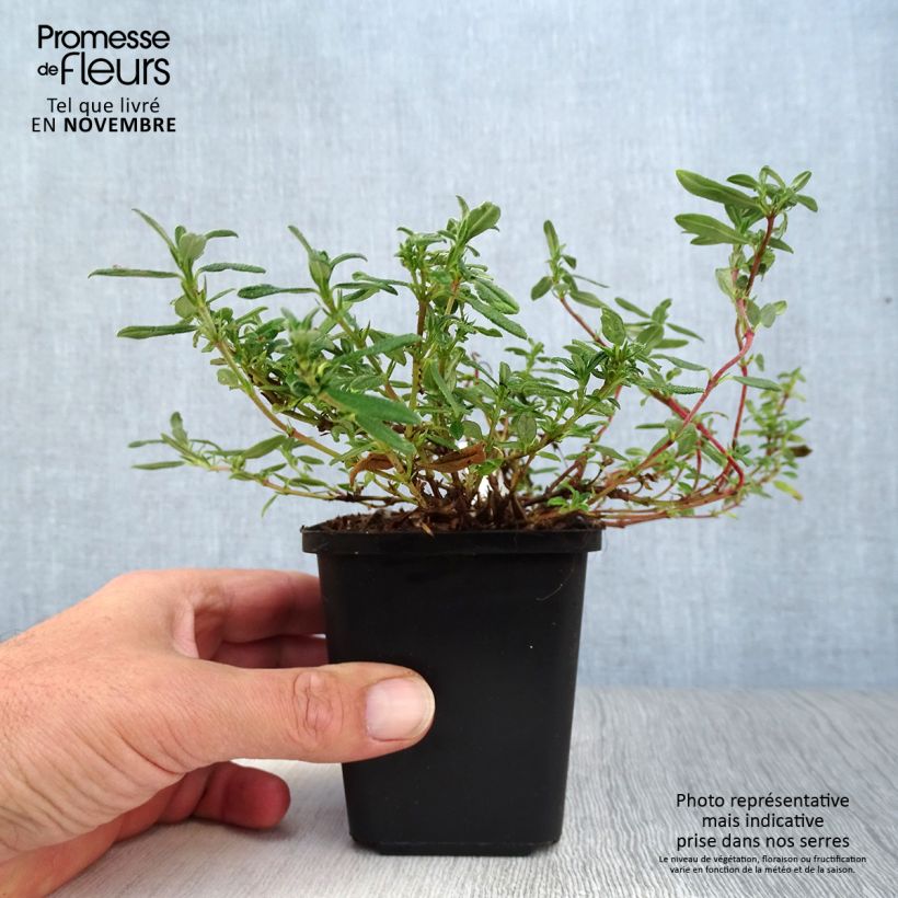Amostra de Helianthemum Ben Hope Vaso de 8/9 cm tal como entregue no outono