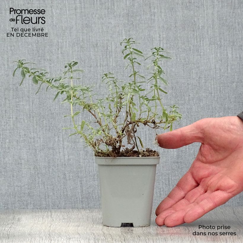 Amostra de Helianthemum Ben Hope Vaso de 8/9 cm tal como entregue no inverno