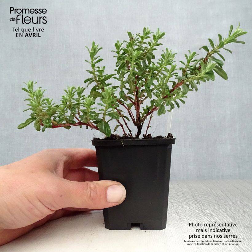 Amostra de Helianthemum Ben Hope Vaso de 8/9 cm tal como entregue na primavera