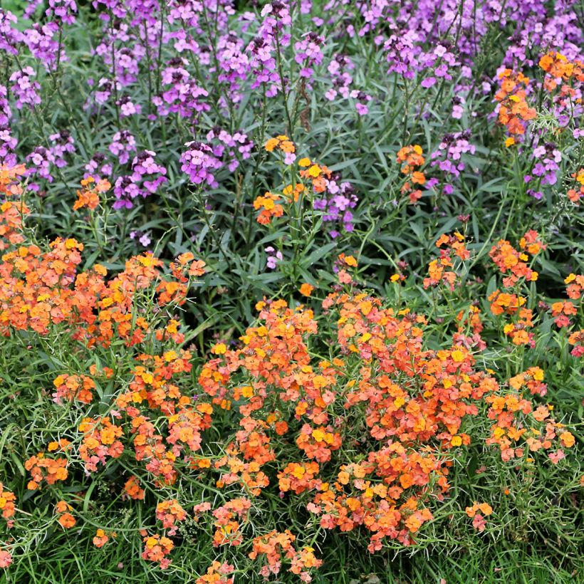 Helianthemum Bronzeteppich (Hábito)