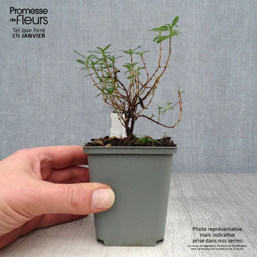 Amostra de Helianthemum Cerise Queen - Hélianthème double rouge Godet de 8/9 cm tal como entregue no inverno