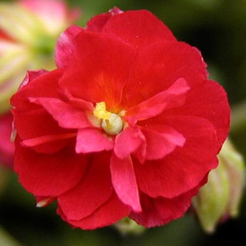 Helianthemum Cerise Queen (Floração)