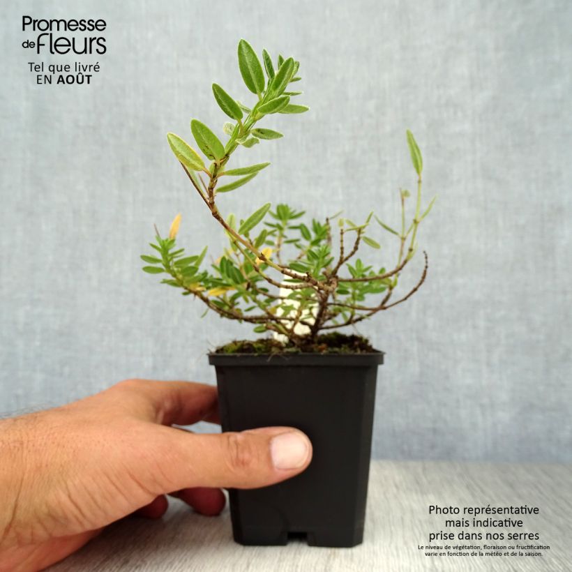 Amostra de Helianthemum Elfenbeinglanz Vaso de 8/9 cm tal como entregue no verão