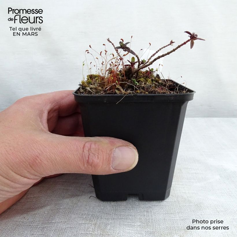 Amostra de Helianthemum Elfenbeinglanz - Hélianthème jaune et blanc Vaso de 8/9 cm tal como entregue no inverno