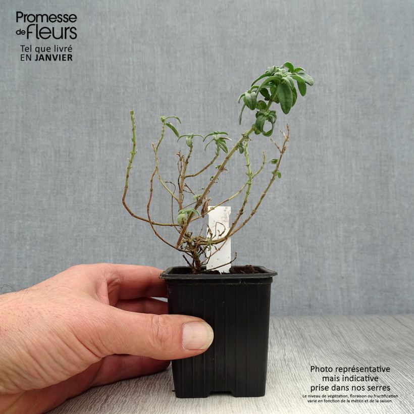 Amostra de Helianthemum Fire Dragon - Hélianthème orange et rouge Vaso de 8/9 cm tal como entregue no inverno