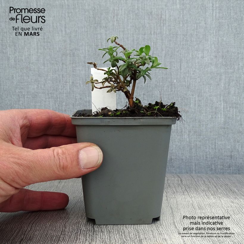 Amostra de Helianthemum Fire Dragon Vaso de 8/9 cm tal como entregue na primavera