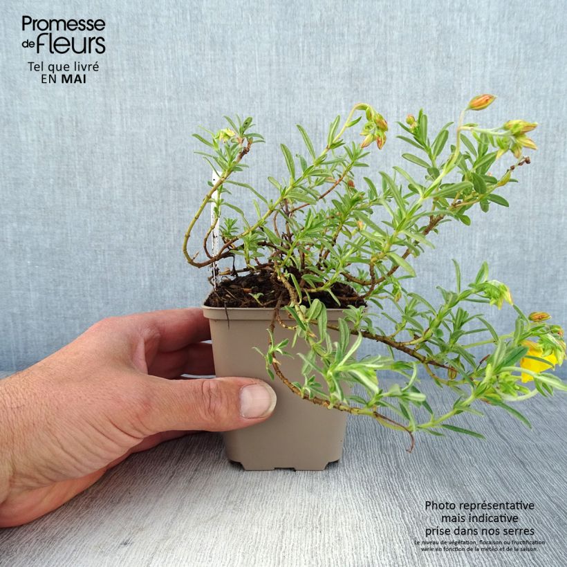 Amostra de Helianthemum Golden Queen Vaso de 8/9 cm tal como entregue na primavera
