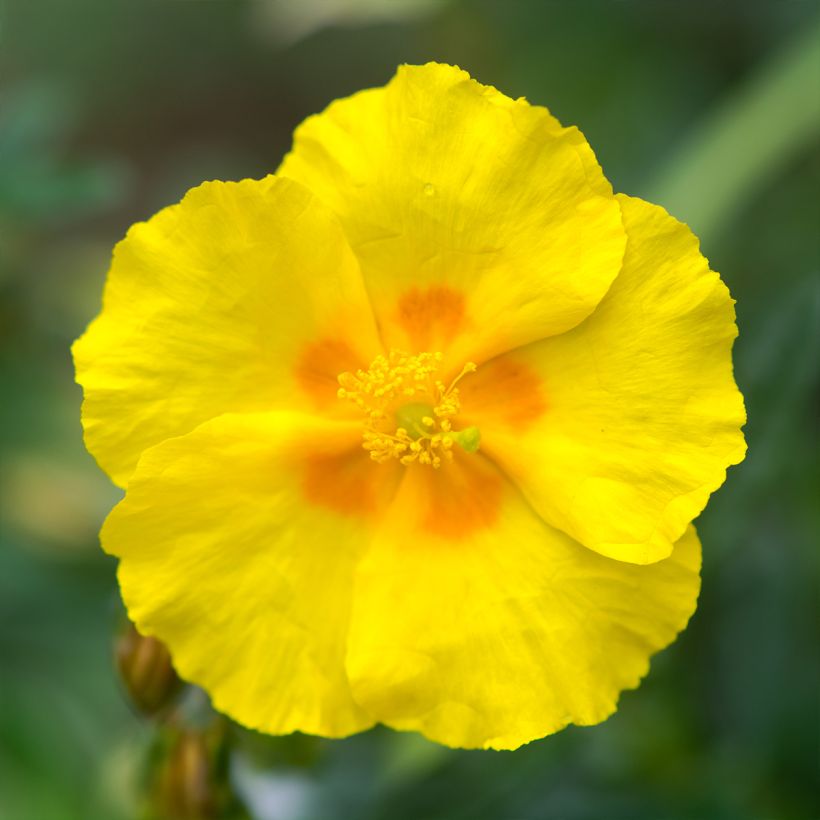 Helianthemum Golden Queen (Floração)