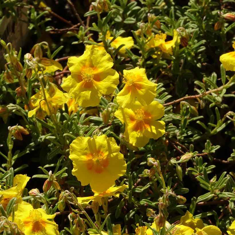 Helianthemum Golden Queen (Floração)