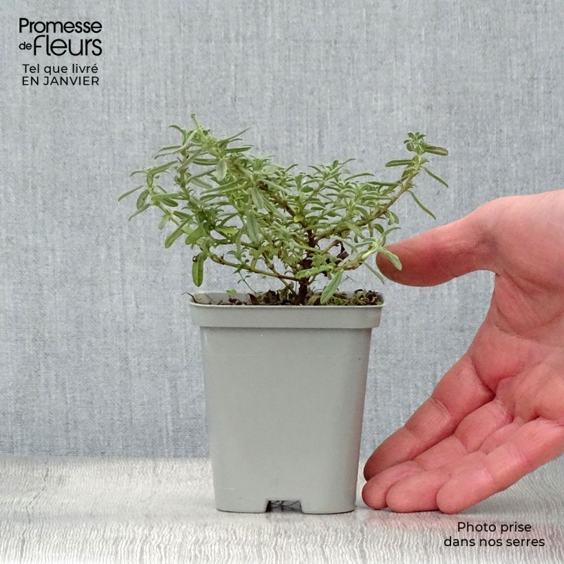 Amostra de Helianthemum Hartswood Ruby Vaso de 7/8 cm tal como entregue no inverno