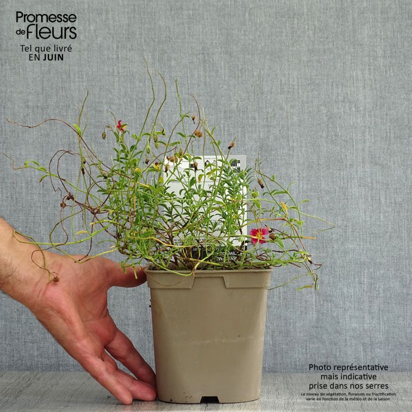 Amostra de Helianthemum Hartswood Ruby Vaso de 2 L/3 L tal como entregue no verão