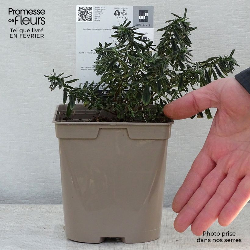 Amostra de Helianthemum Hartswood Ruby Vaso de 2 L/3 L tal como entregue no inverno