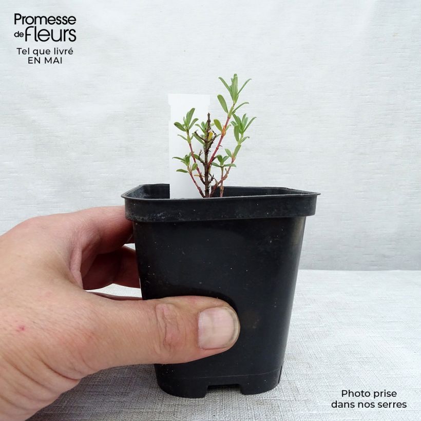 Amostra de Helianthemum Hartswood Ruby Vaso de 7/8 cm tal como entregue na primavera