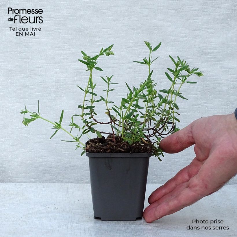 Amostra de Helianthemum Lawrenson's Pink Vaso de 8/9 cm tal como entregue na primavera