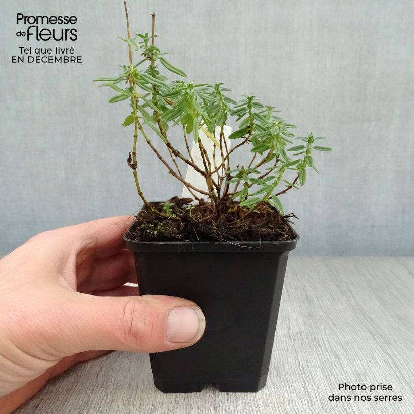 Amostra de Helianthemum Lawrenson's Pink - Hélianthème rose et jaune Vaso de 8/9 cm tal como entregue no inverno