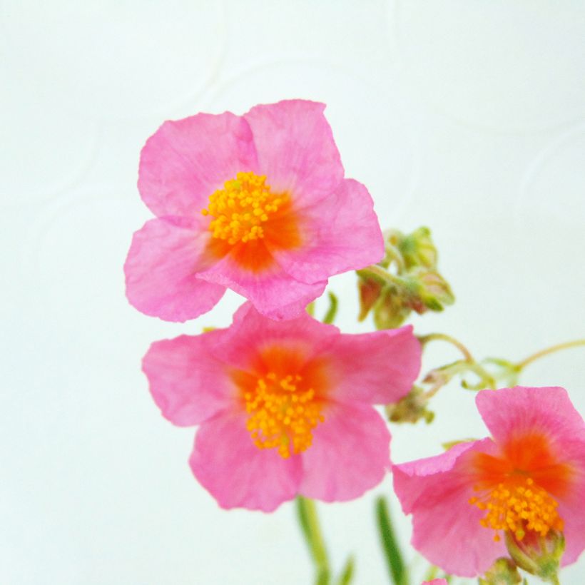 Helianthemum Lawrenson's Pink (Floração)