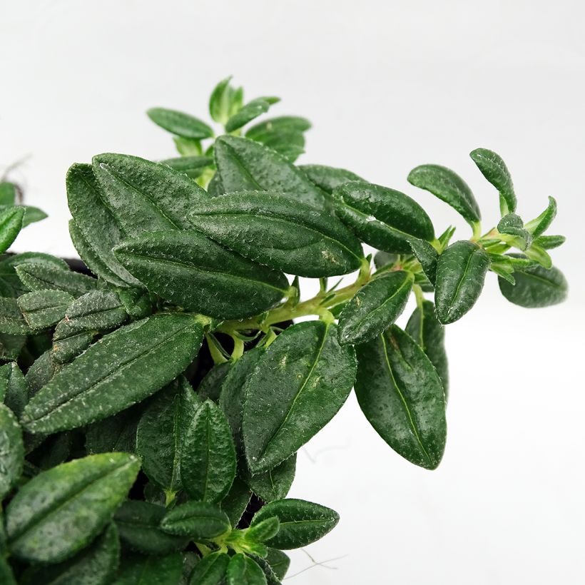 Helianthemum Orange Double (Folhagem)