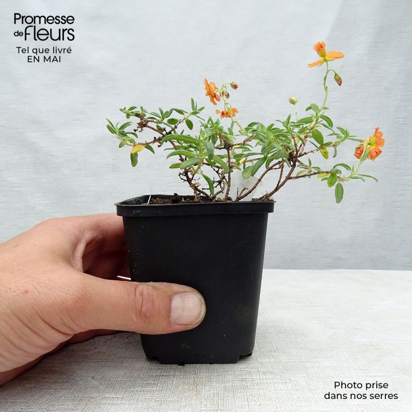 Amostra de Helianthemum Orange Double Vaso de 8/9 cm tal como entregue na primavera