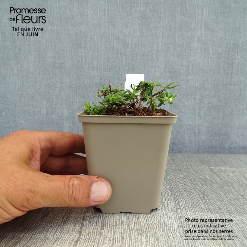 Amostra de Helianthemum Orange Double Vaso de 8/9 cm tal como entregue no verão