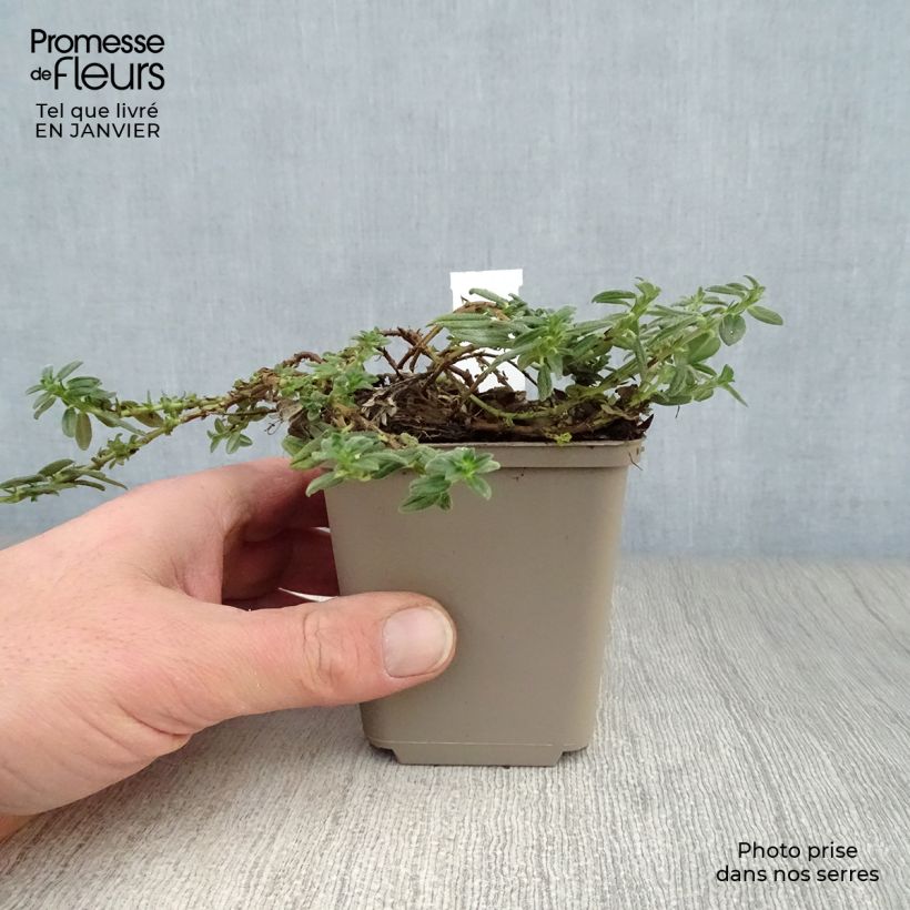 Amostra de Helianthemum Orange Double - Hélianthème  Vaso de 8/9 cm tal como entregue no inverno