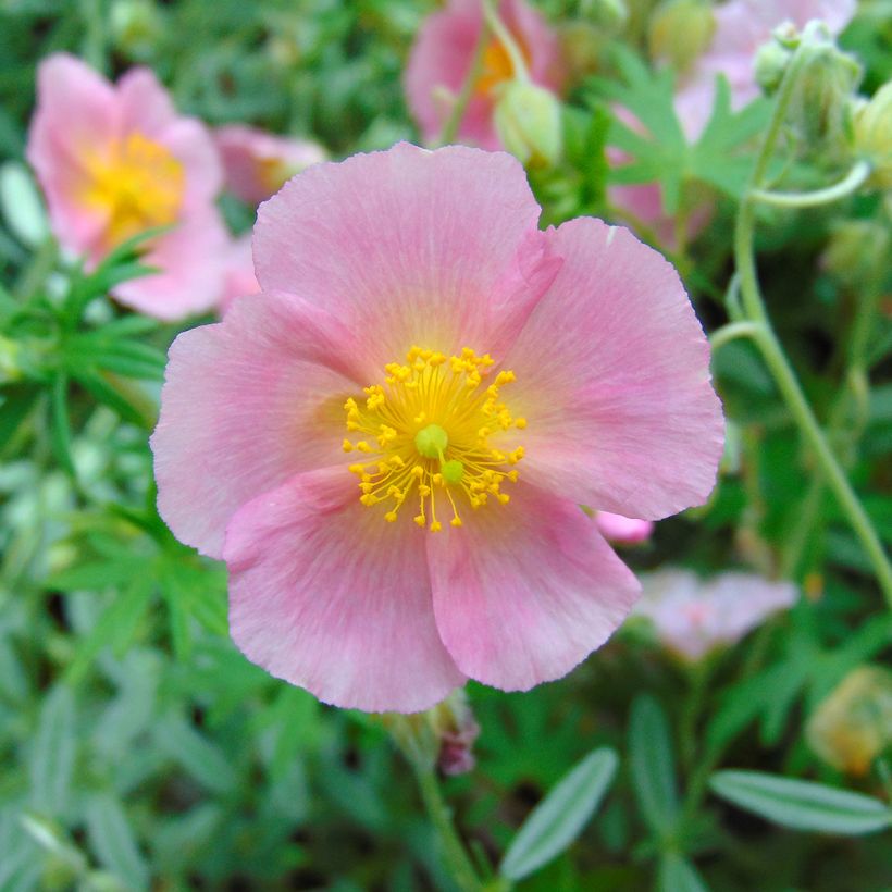 Helianthemum Rhodanthe Carneum (Floração)
