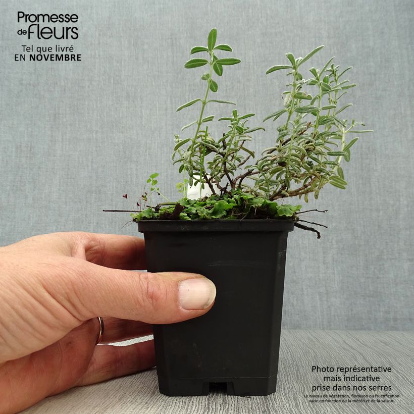 Amostra de Helianthemum Rhodanthe Carneum Vaso de 8/9 cm tal como entregue no outono