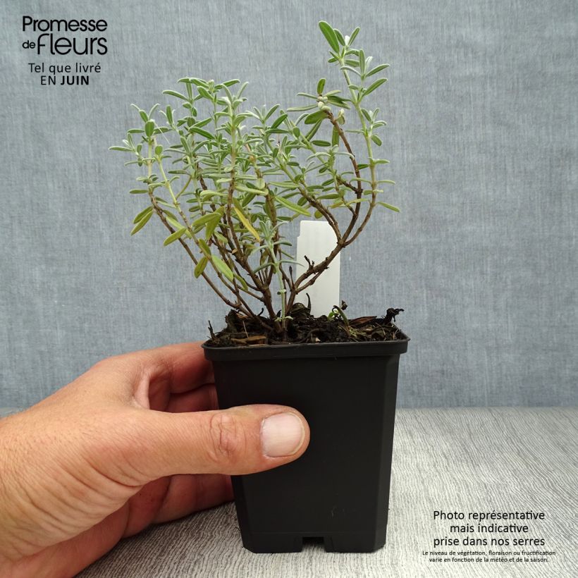 Amostra de Helianthemum Rhodanthe Carneum Vaso de 8/9 cm tal como entregue no verão