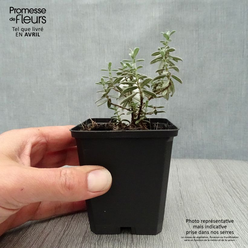 Amostra de Helianthemum Rhodanthe Carneum Vaso de 8/9 cm tal como entregue na primavera