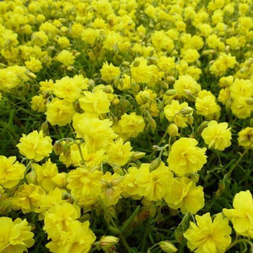 Helianthemum Sulphureum Plenum (Floração)