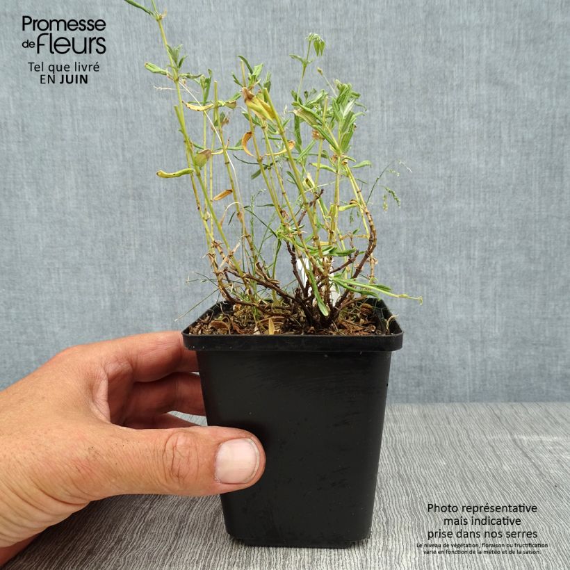 Amostra de Helianthemum Sulphureum Plenum Vaso de 8/9 cm tal como entregue no verão