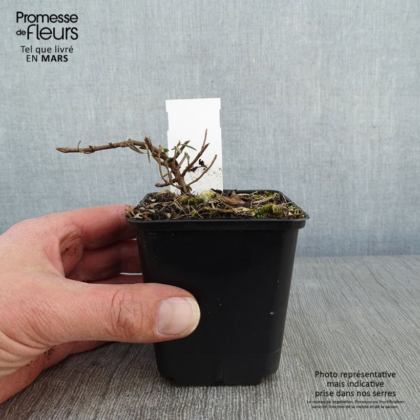 Amostra de Helianthemum Suprême Vaso de 8/9 cm tal como entregue no inverno