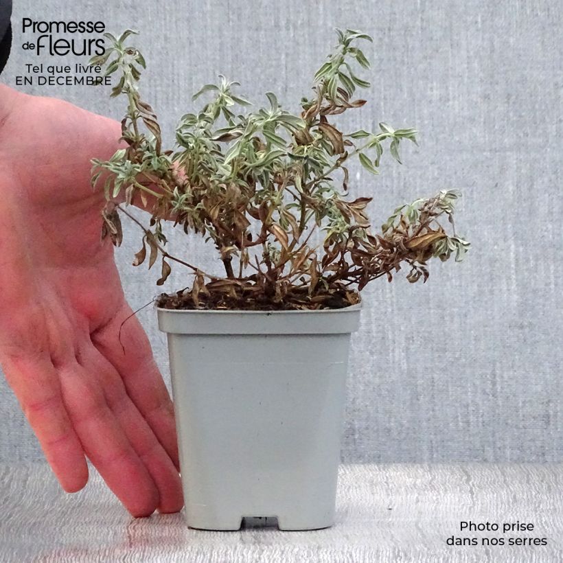 Amostra de Helianthemum The Bride - Hélianthème blanc et or  Vaso de 8/9 cm tal como entregue no inverno