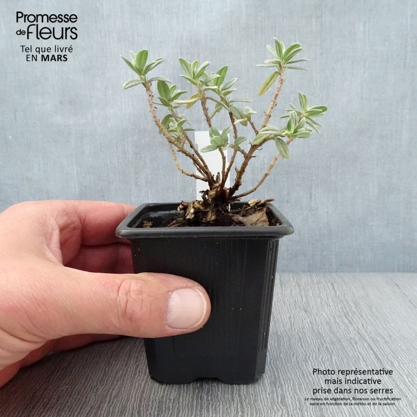 Amostra de Helianthemum Tomato Red Vaso de 8/9 cm tal como entregue na primavera