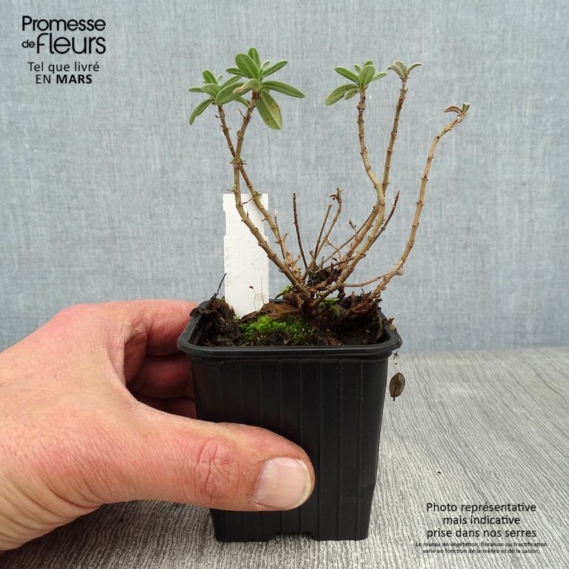 Amostra de Helianthemum Tomato Red - Hélianthème Vaso de 8/9 cm tal como entregue no inverno