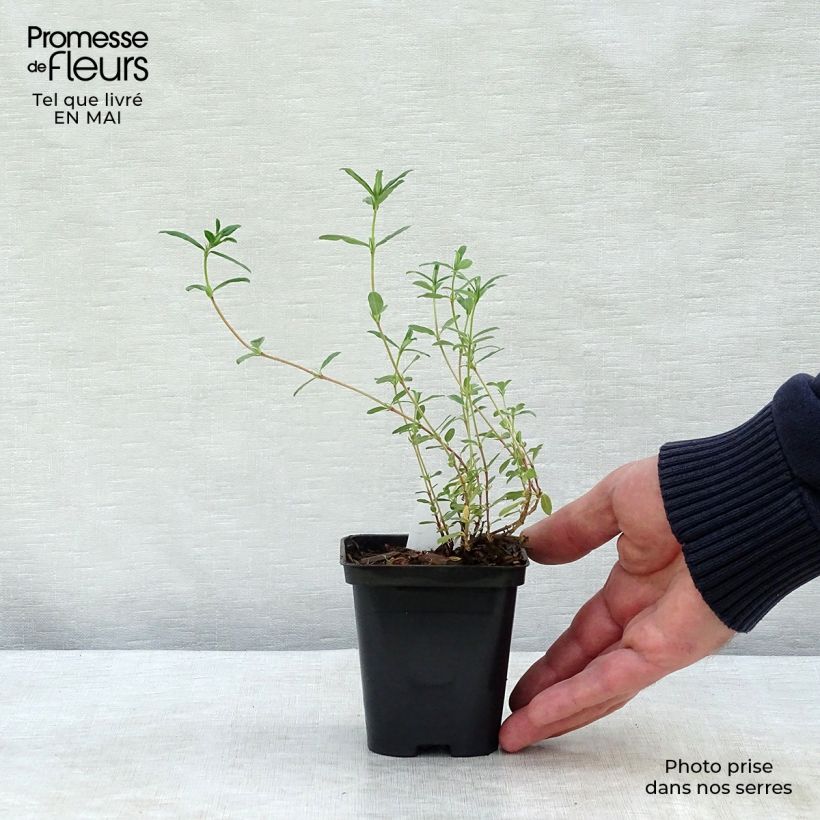 Amostra de Helianthemum Sulphureum Plenum Vaso de 8/9 cm tal como entregue na primavera