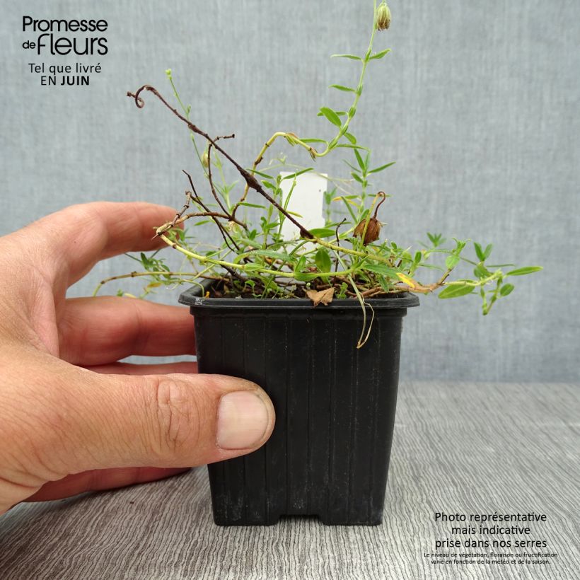 Amostra de Helianthemum nummularium Vaso de 8/9 cm tal como entregue no verão