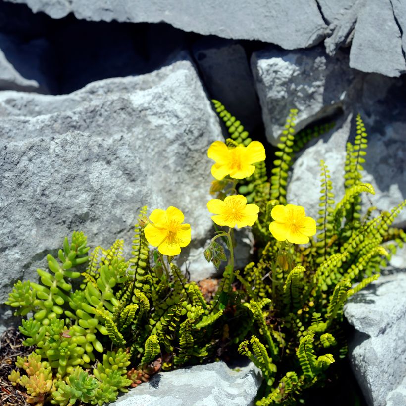 Helianthemum nummularium (Hábito)