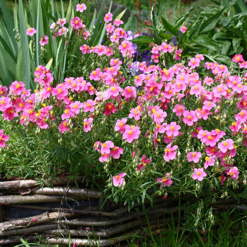 Helianthemum Lawrenson's Pink (Hábito)