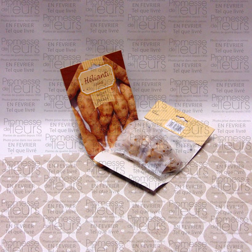 Exemplo de amostra de Hélianthi - Hélianthus strumosus Peça tal como entregue