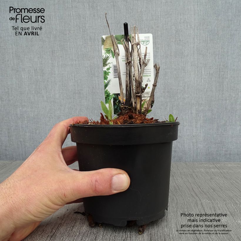 Amostra de Girassol-escrofoliado - Helianthus strumosus Vaso de 1,5 L/2 L tal como entregue na primavera