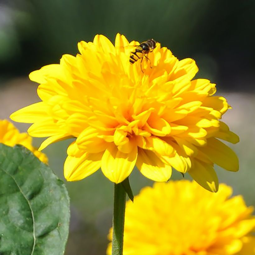 Helianthus multiflorus x decapetalus Sunshine Daydream (Floração)
