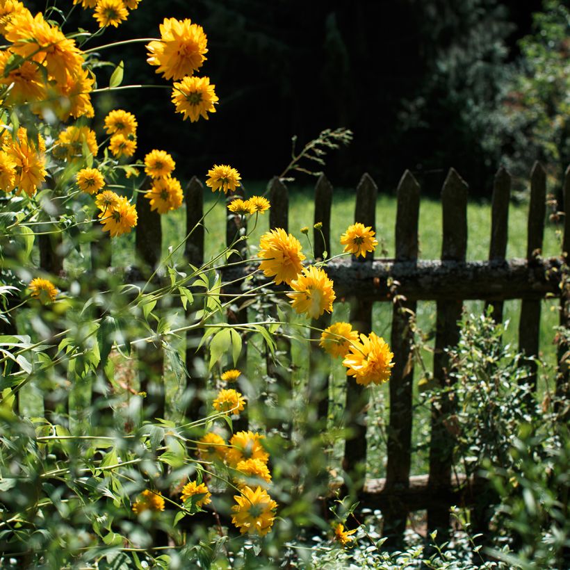 Helianthus multiflorus x decapetalus Sunshine Daydream (Hábito)